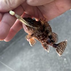 久々にガッシー