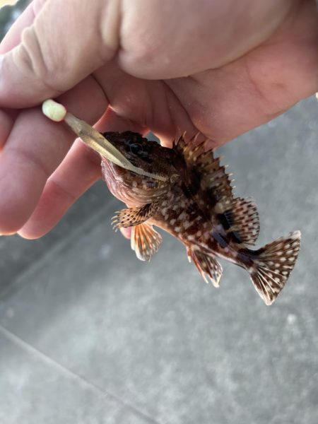 久々にガッシー