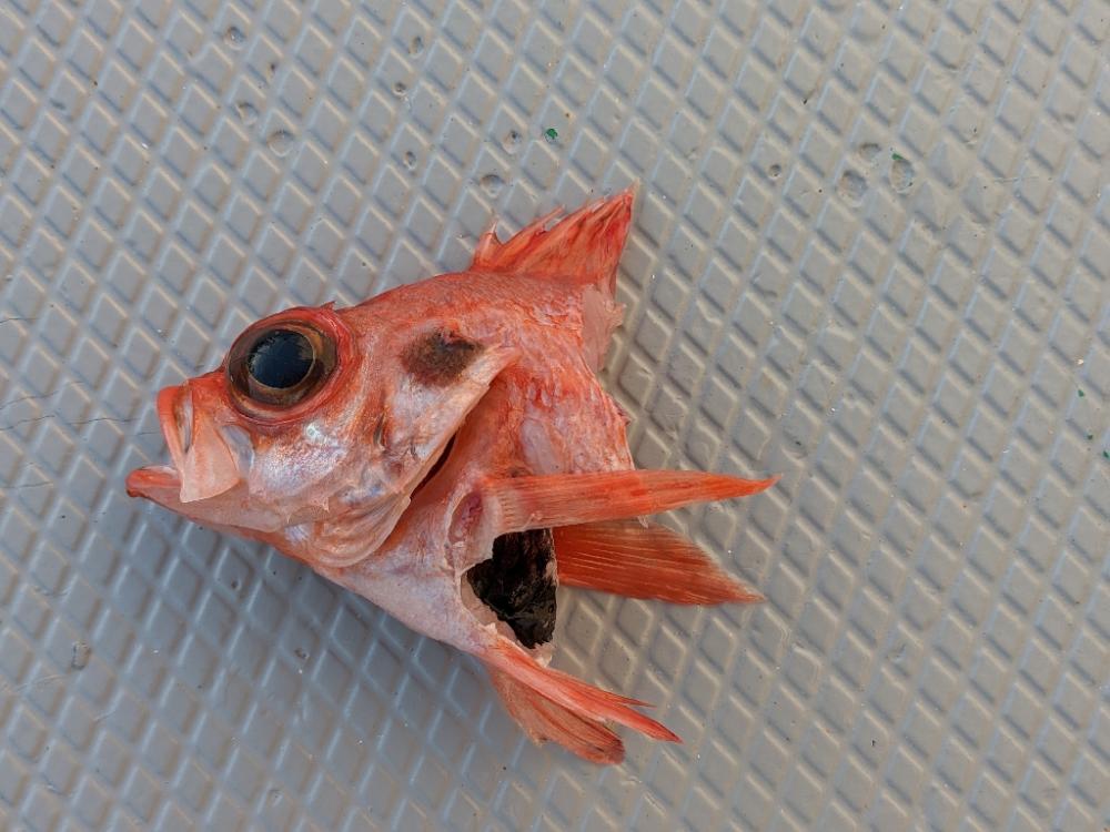 中深海アカムツ釣り