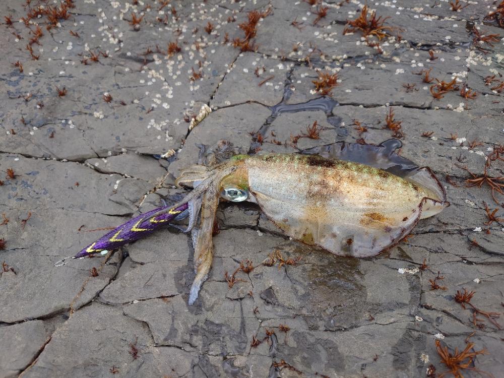 エギングガイドIN対馬