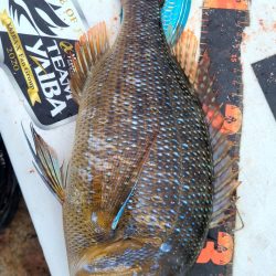 和歌山市江（吉丸渡船）で磯フカセ