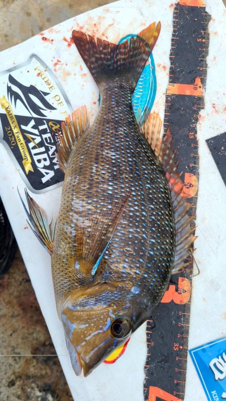 和歌山市江（吉丸渡船）で磯フカセ