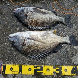 久しぶりのフカセ！