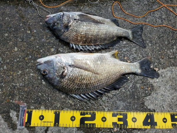 久しぶりのフカセ！