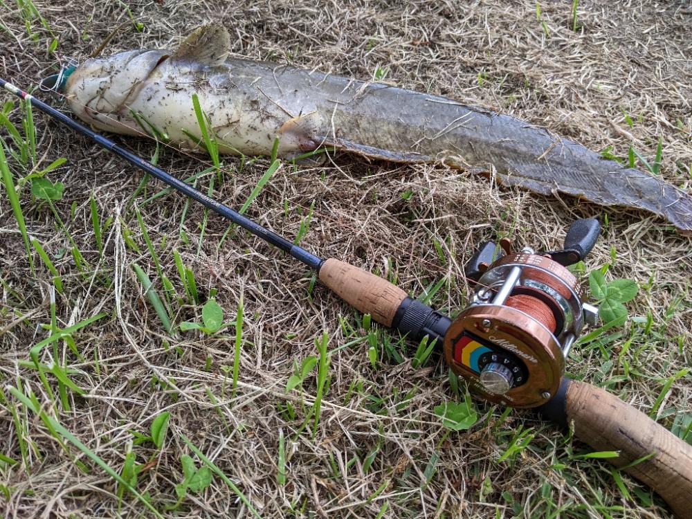 癒しのナマズ釣り