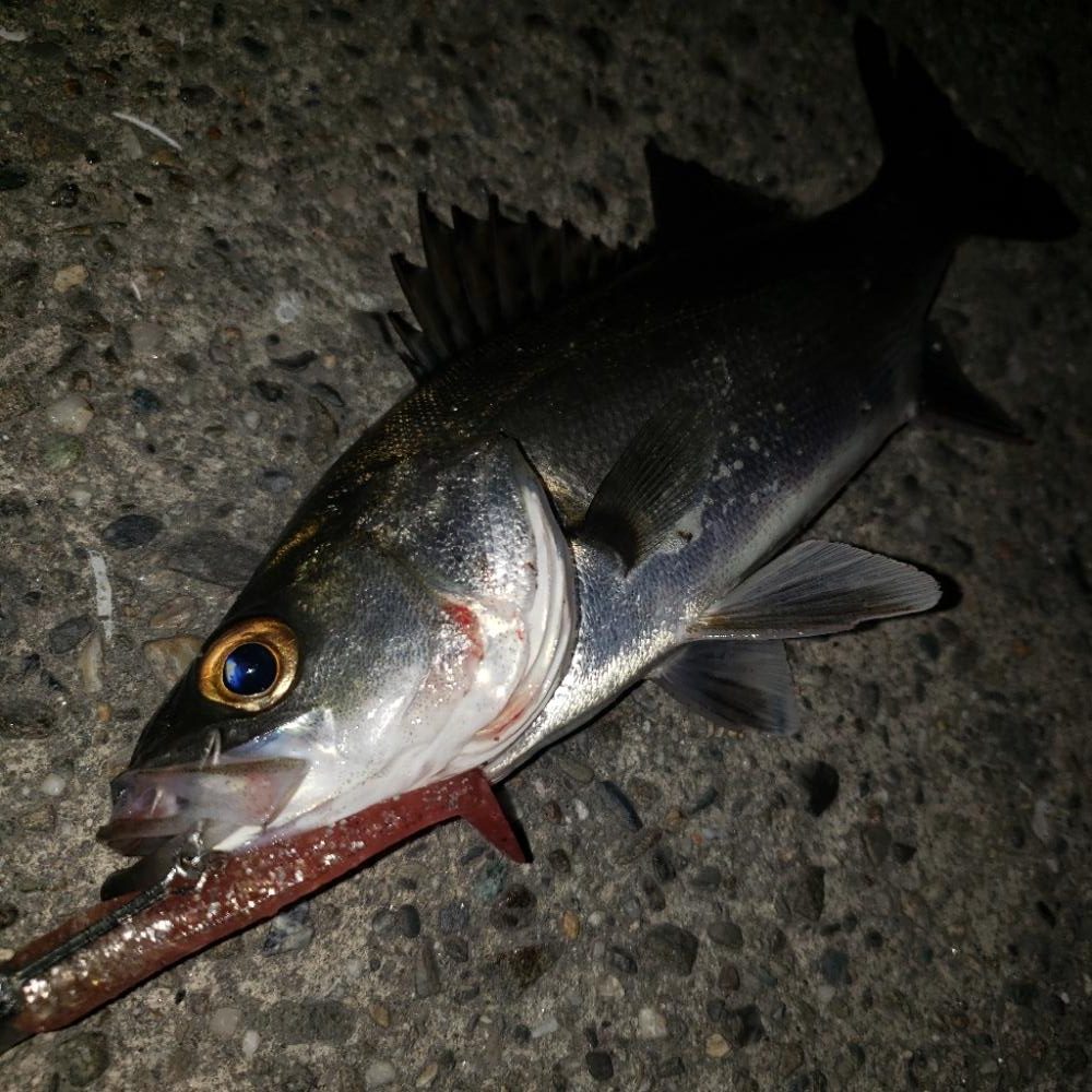 スズキとセイゴ