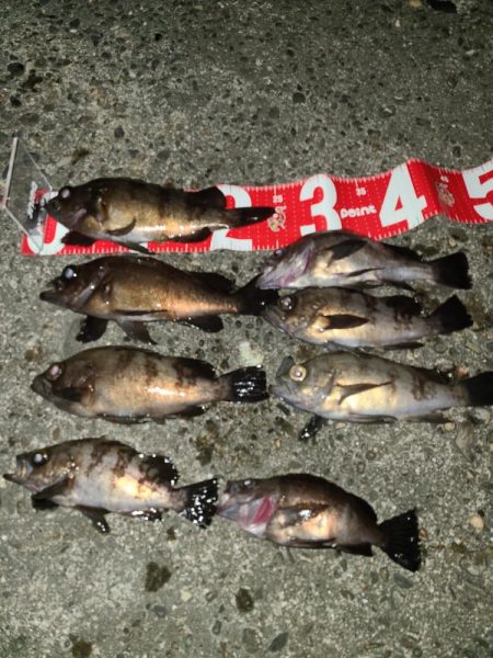 久しぶりのメバリング