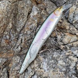 久しぶりの鰤属でした