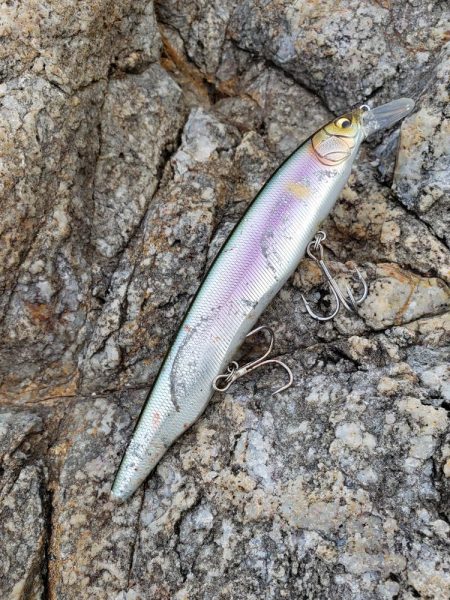 久しぶりの鰤属でした