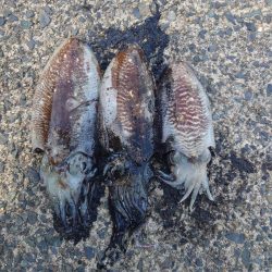 久しぶりに釣れた