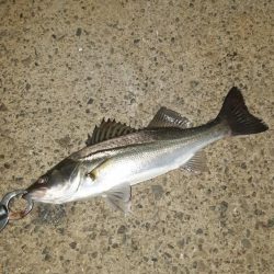 貝塚でバチ抜け