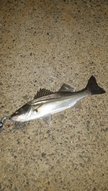 貝塚でバチ抜け