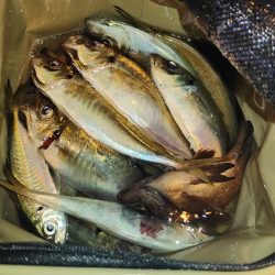 最初はあたりもなく。