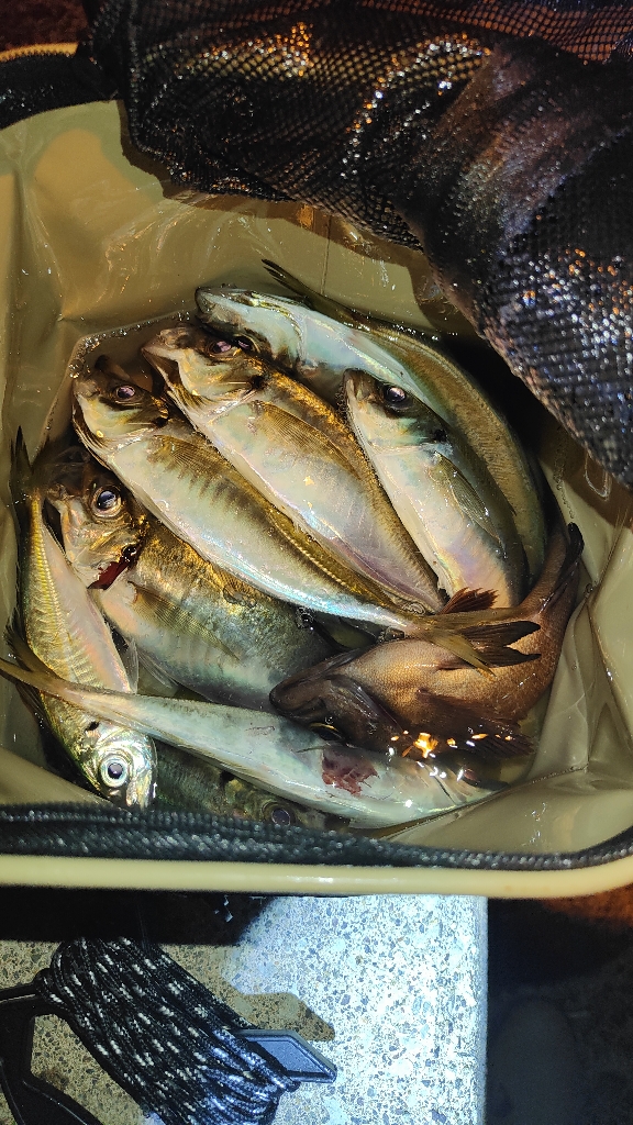 最初はあたりもなく。