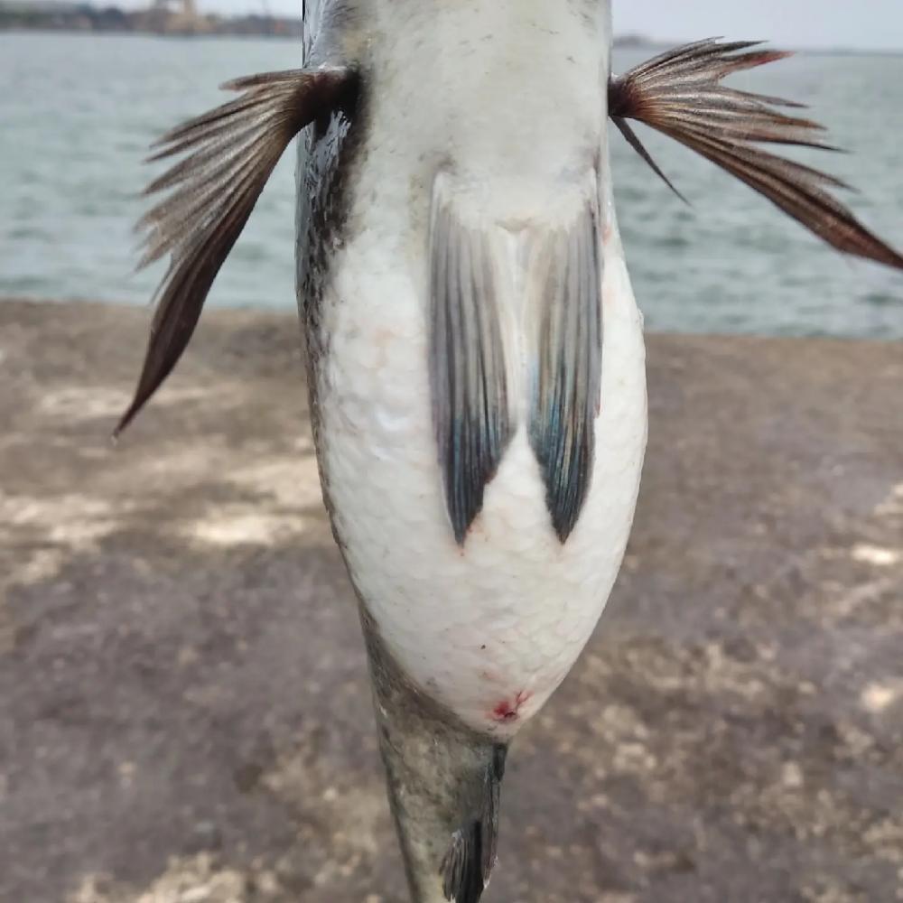 ふかせ釣り第三戦💦遠矢浮き短時間勝負🙋