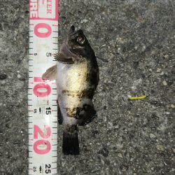 ライトフィッシング最高