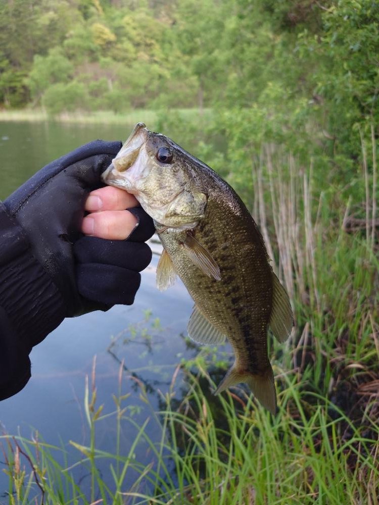 シャローにいました