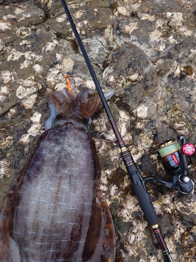 エギングガイドIN対馬