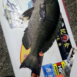 和歌山市江(吉丸渡船)でグレ釣り