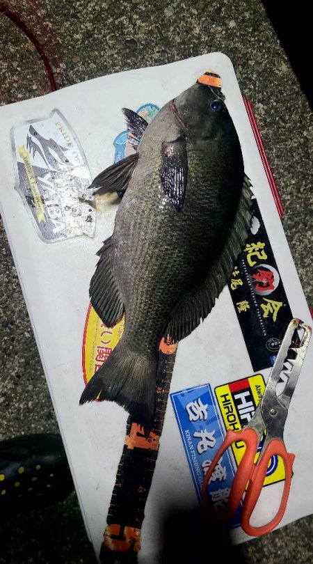 和歌山市江(吉丸渡船)でグレ釣り