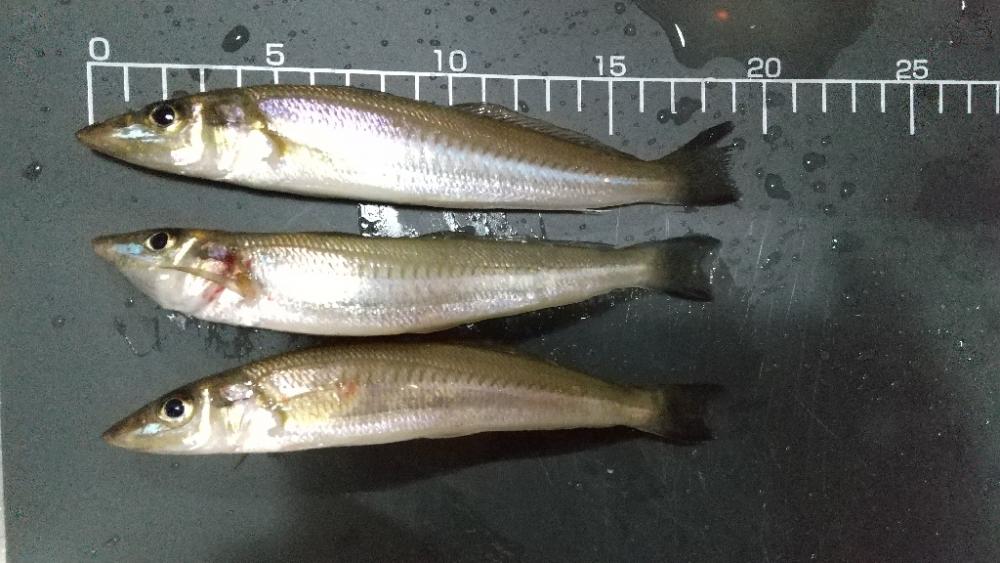 キス釣り～本番？