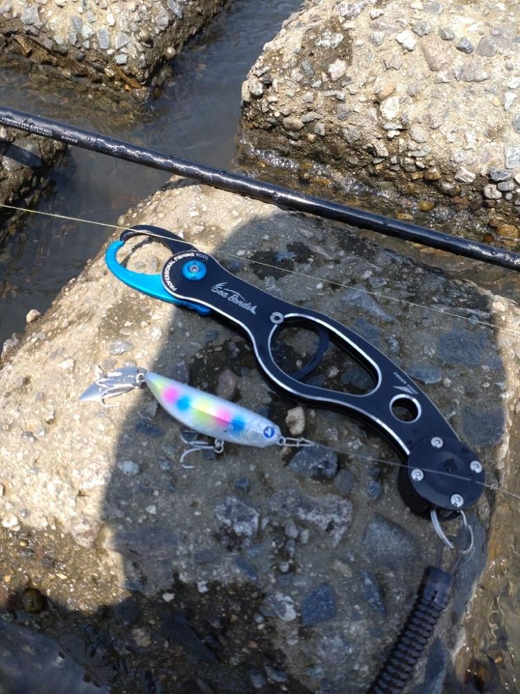 2023年初フィッシュ