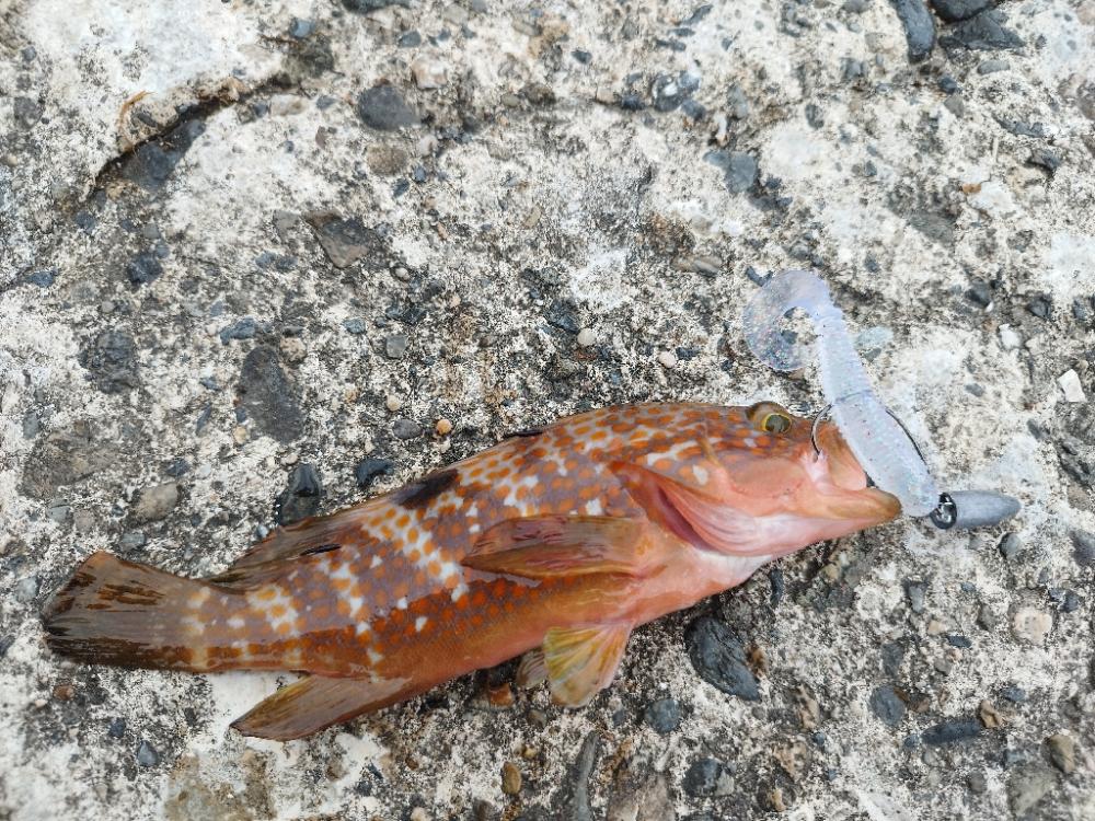 今期初アコウ連発も…