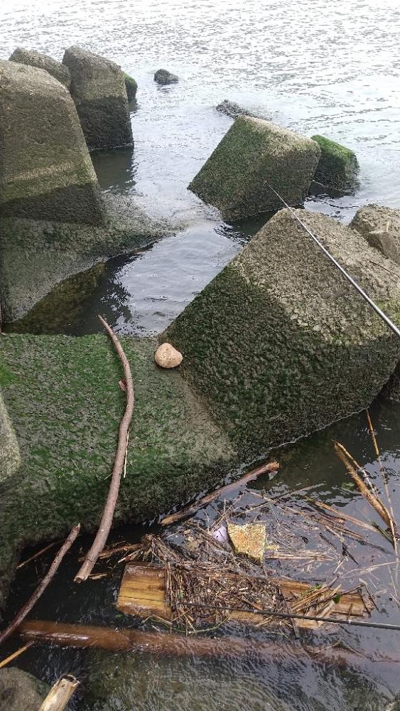 エビはいずこ？