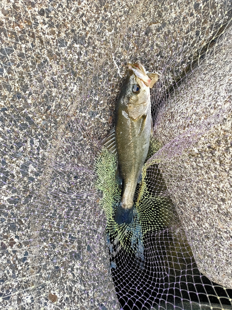 久々のシーバス