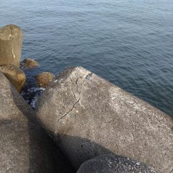 キジハタ1匹！フクラギ4匹！（お）