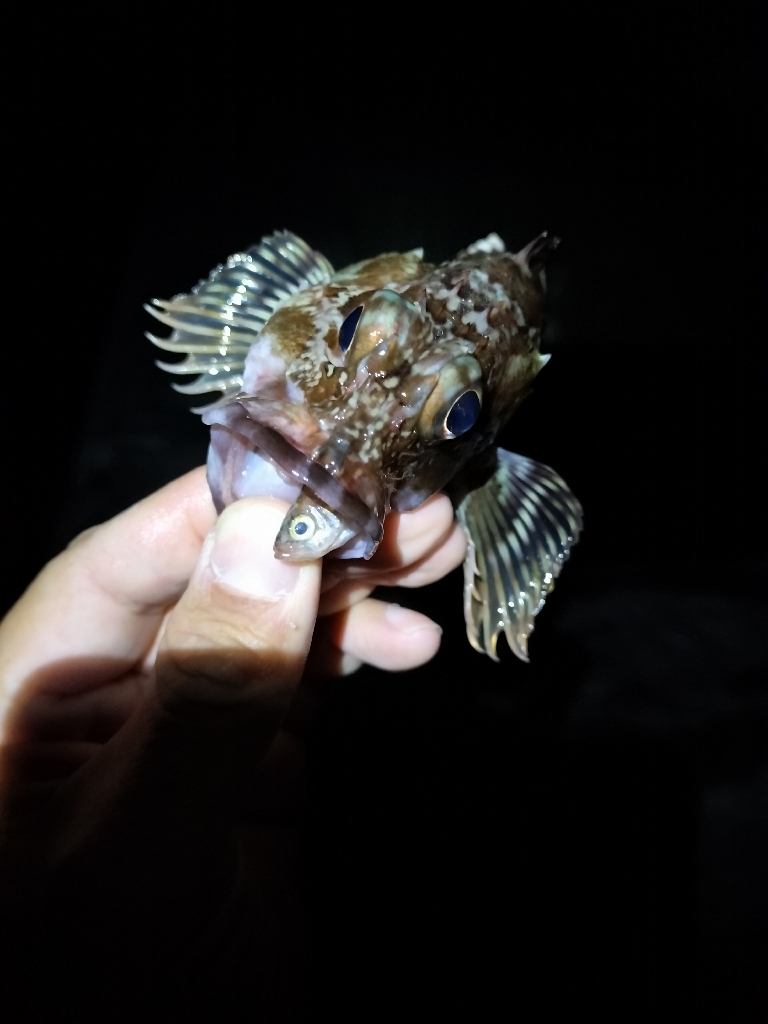 ガシラ狙いで☆