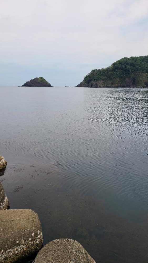 アコウの調査(ガッシーは好調)