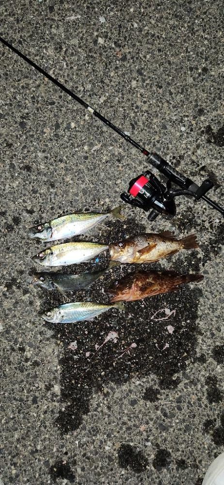 淡路島メバリング