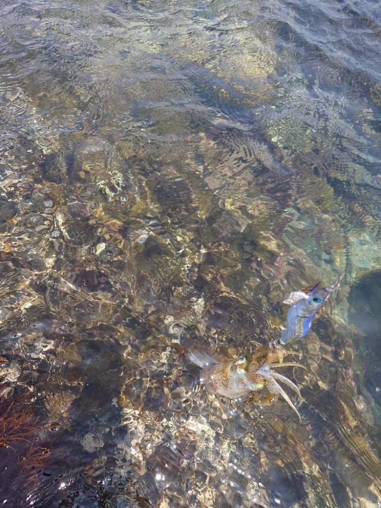 子イカエガングIN対馬