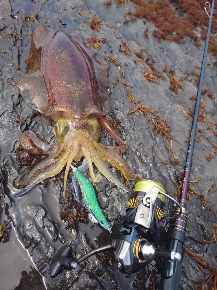 春爆エギングIN対馬