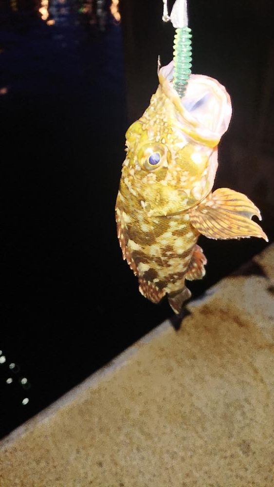 初めて釣りました