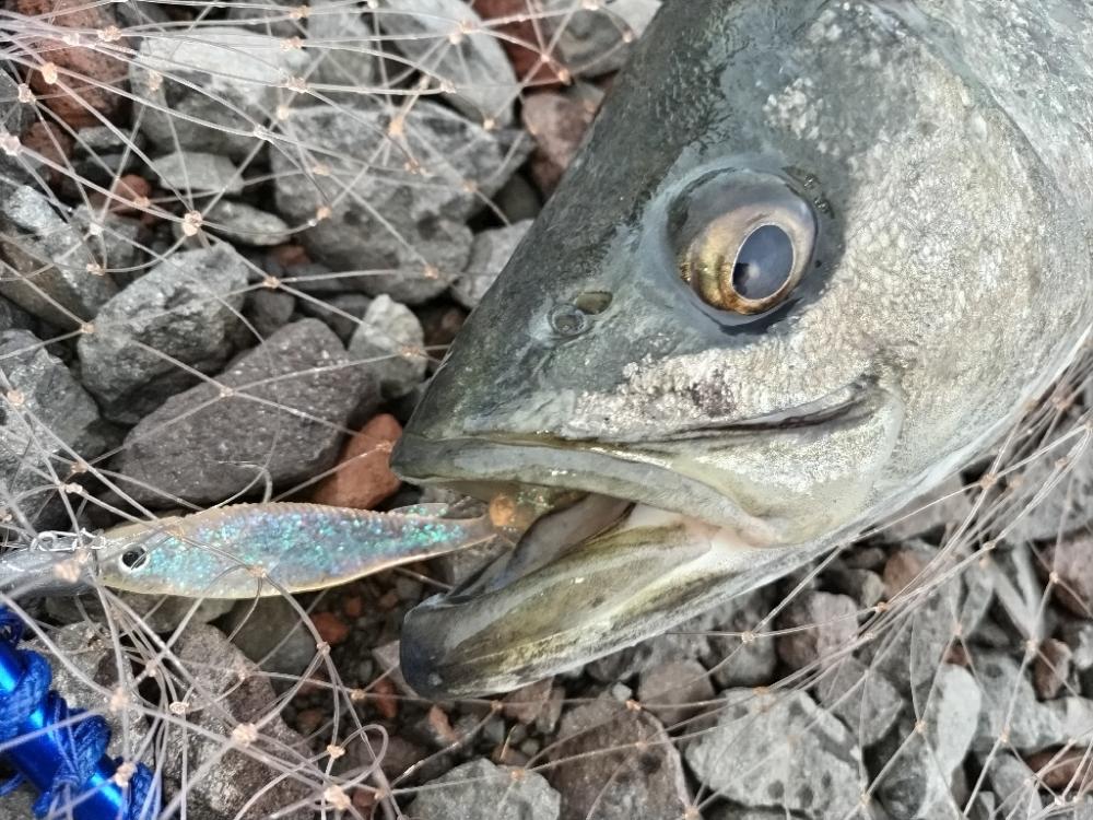 シーバス釣れました!