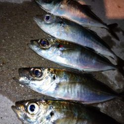 寒すぎアジング🥶