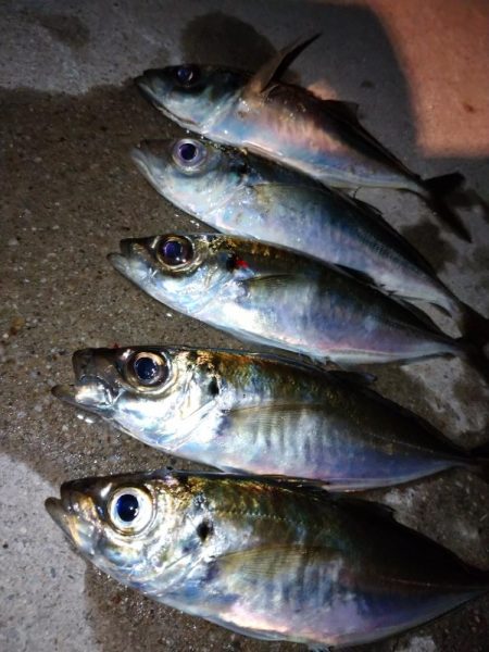 寒すぎアジング🥶