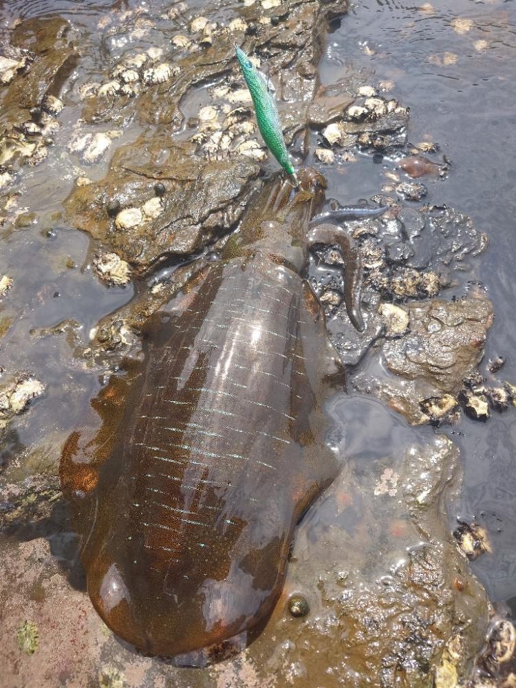 数釣りエギングIN対馬
