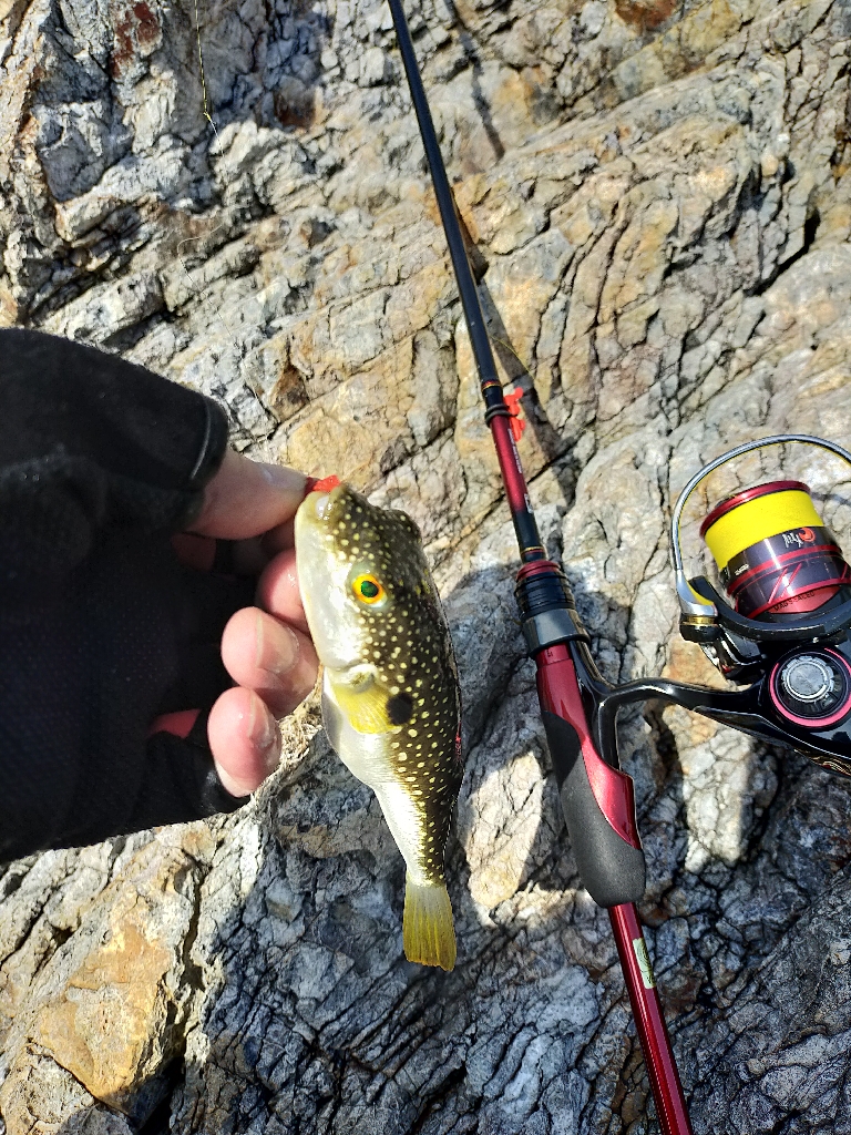 アオリイカを狙いだったんだけど