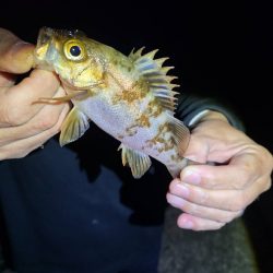 帰省中の魚釣り