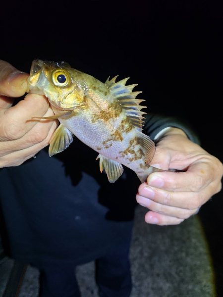 帰省中の魚釣り