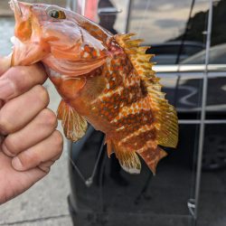 陸っぱり釣行記