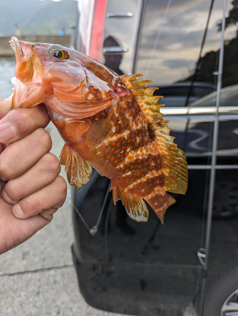 陸っぱり釣行記