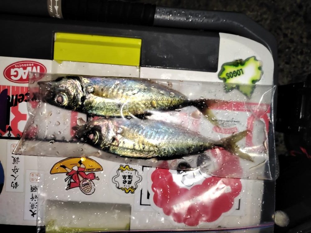 アジング@鹿児島垂水