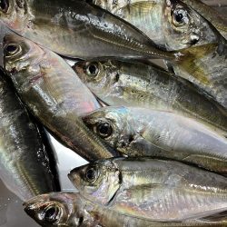 台風前にアジング