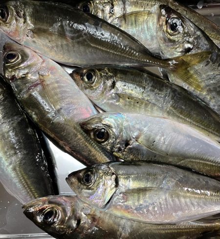 台風前にアジング