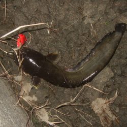 シーズン初釣行 ベストシーズンのナマズトップゲーム