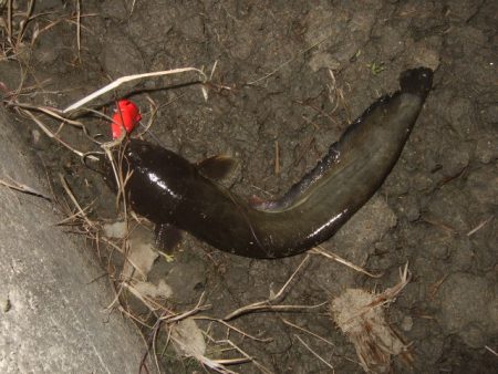 シーズン初釣行 ベストシーズンのナマズトップゲーム